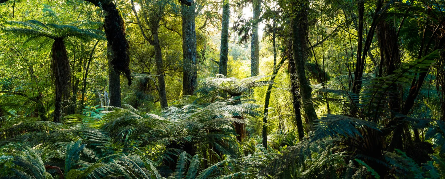 Golden Bay Track Southland New Zealand Credit Tourism New Zealand 6 1