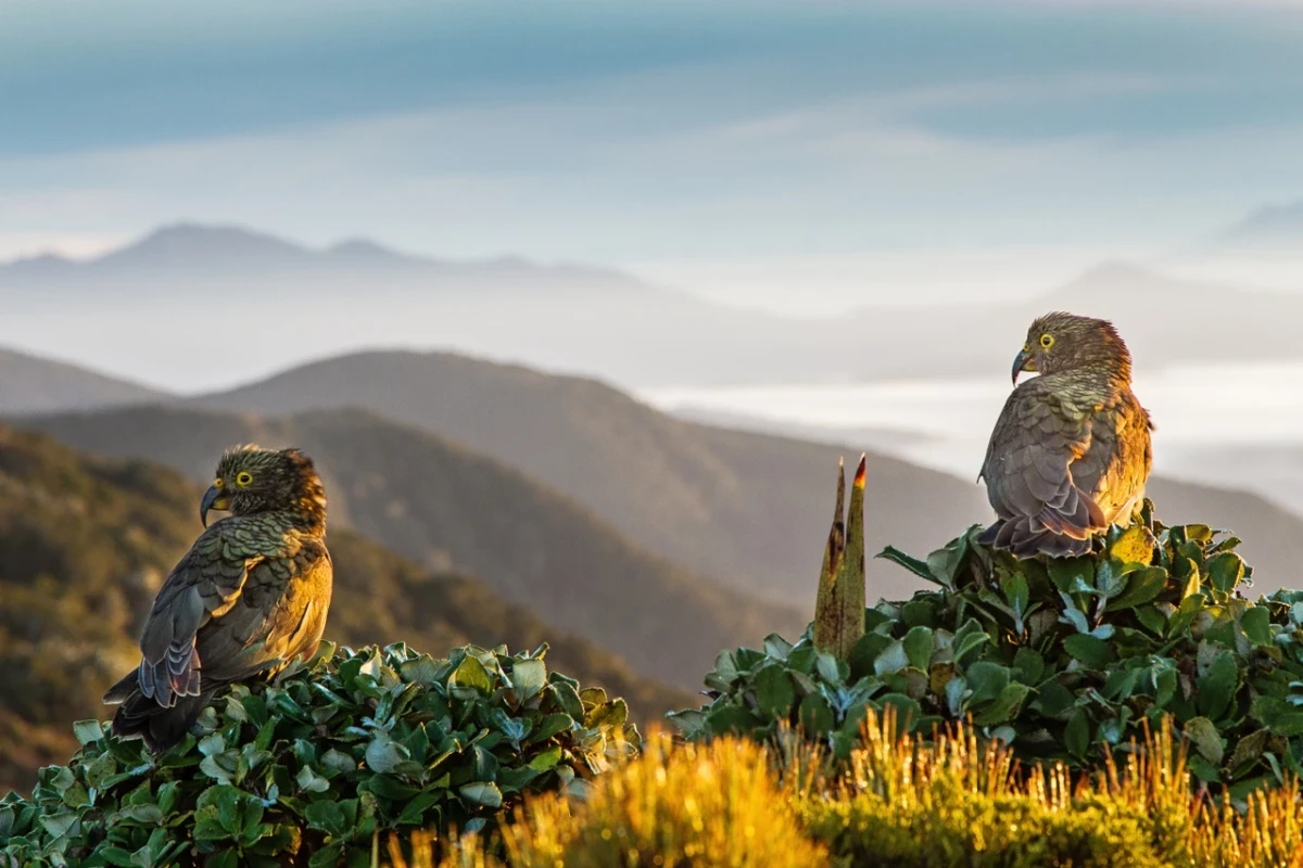 Hump Ridge Track Southland New Zealand Credit Pink Penguin Studio 6