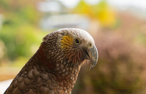 Kaka Southland New Zealand Credit Tourism New Zealand 1 1